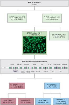 Frontiers Recognition and Relevance of Anti-DFS70 Autoantibodies in